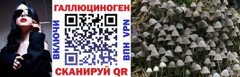 даркнет телеграм  Гусев  Галлюциногенные грибы Cubensis  как найти  